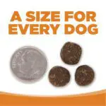 A SIZE FOR EVERY DOG