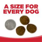 A SIZE FOR EVERY DOG