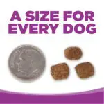 A SIZE FOR EVERY DOG
