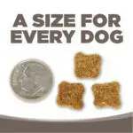 UN TAMAÑO PARA CADA PERRO