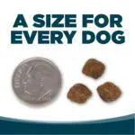 A SIZE FOR EVERY DOG