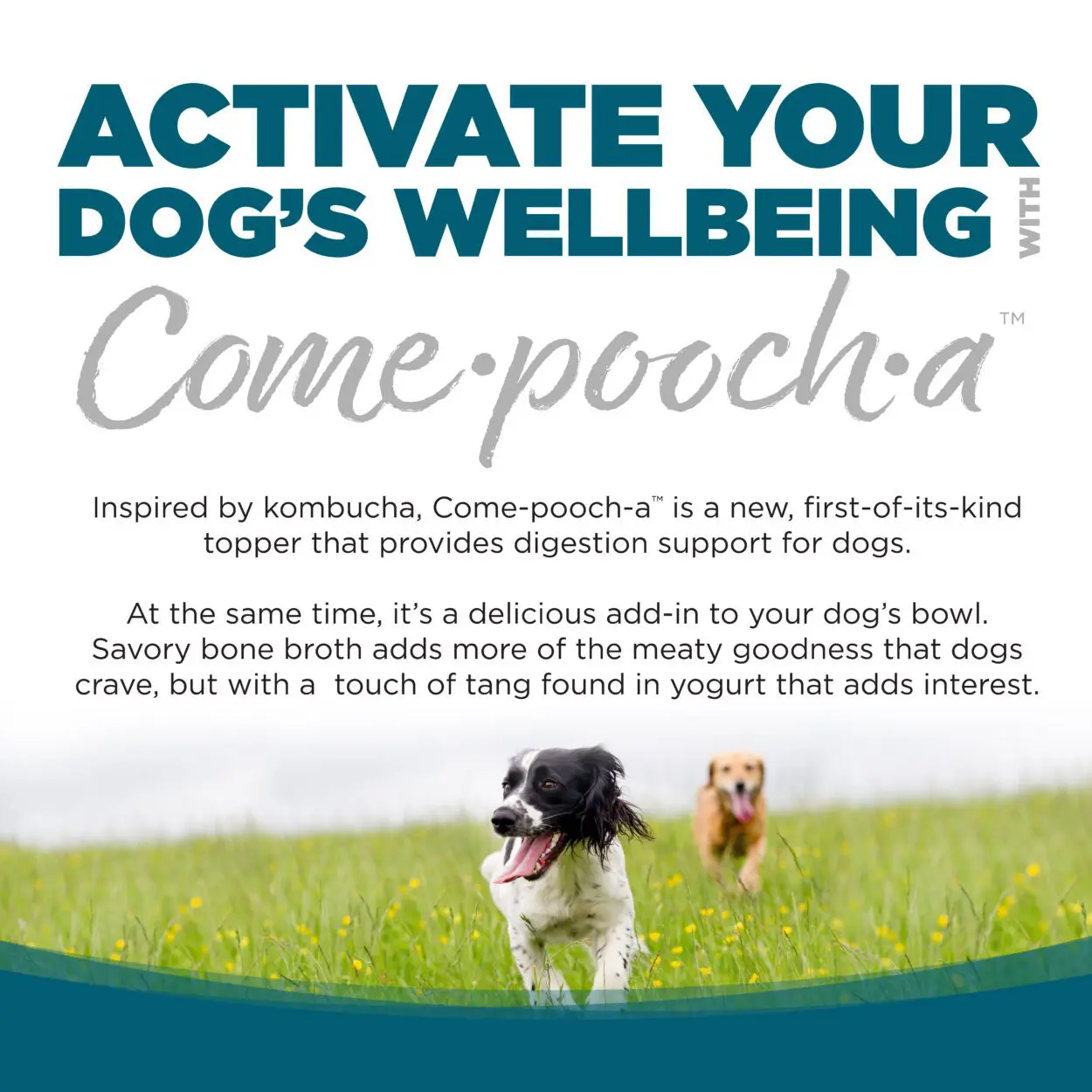 ACTIVA EL BIENESTAR DE TU PERRO CON COME-POOCH-A