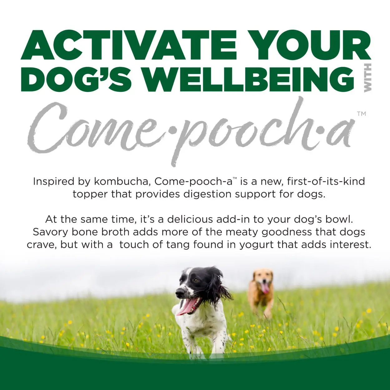 ACTIVATE YOUR DOG'S WELLBEING WITH COME-POOCH-A