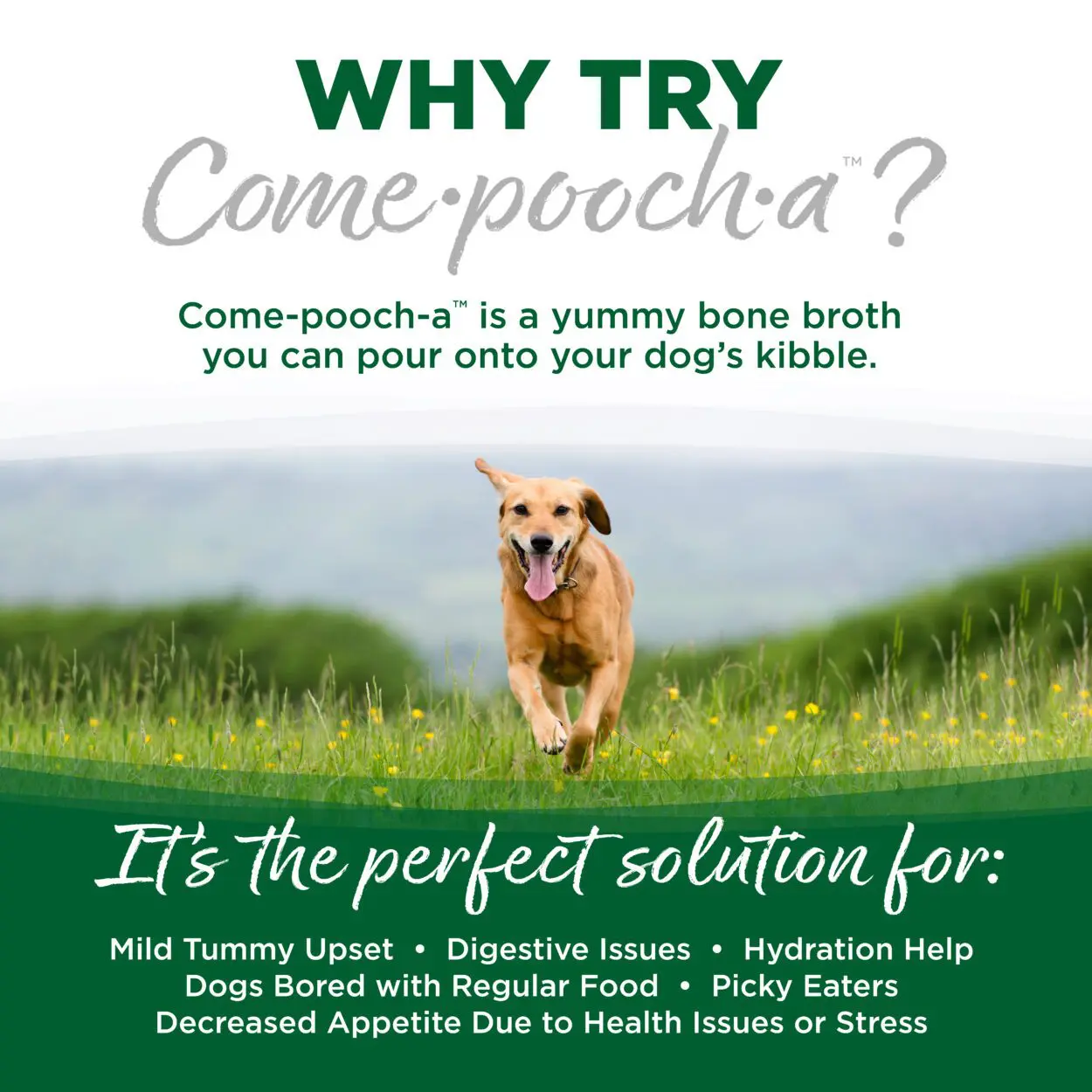 WHY TRY COME-POOCH-A?