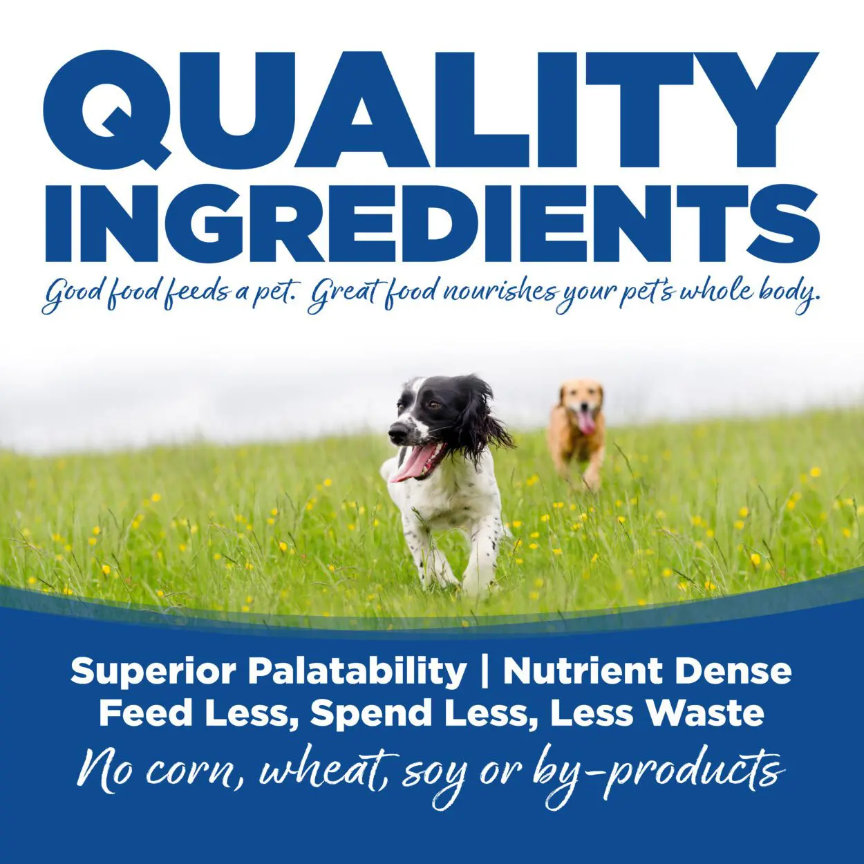 Affordable shops dog food for dogs with allergies