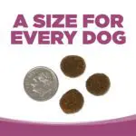 UN TAMAÑO PARA CADA PERRO