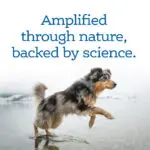 AmpliFull_MobilitySoftChew_Ecomm_Amplify Amplified through nature, backed by science.