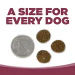 A SIZE FOR EVERY DOG