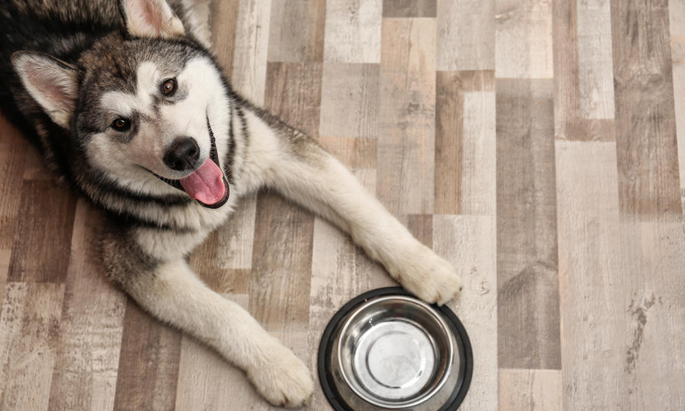 Confused about what to feed your dog? Kibble and cans explained