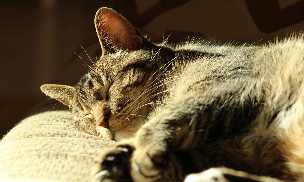 Does your dog or cat like to lounge in the sun? | NutriSource Pet Foods