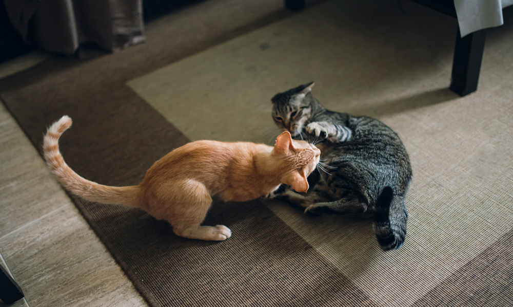 Por qué los gatos pelean y cómo calmar la agresividad entre ellos