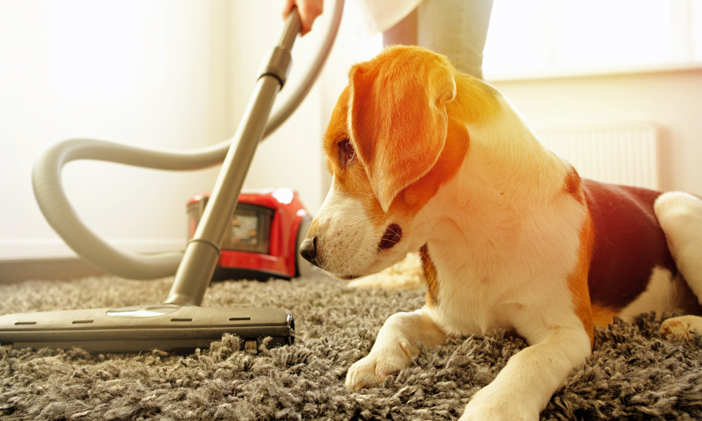 Your complete guide to conquering pet odors in the house