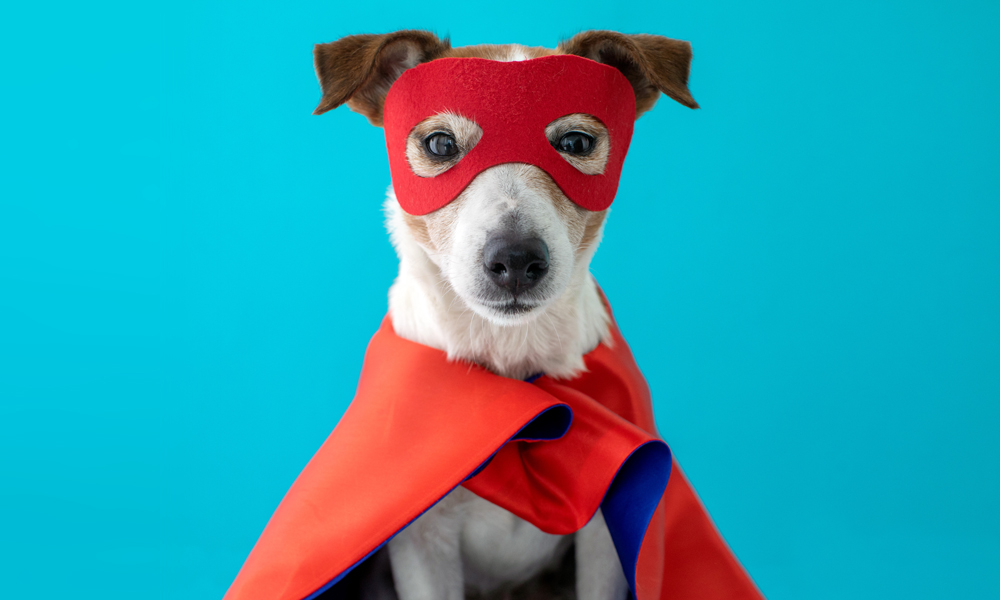Does Your Pet Store Have a Brand? Tips for Finding Your Brand Image