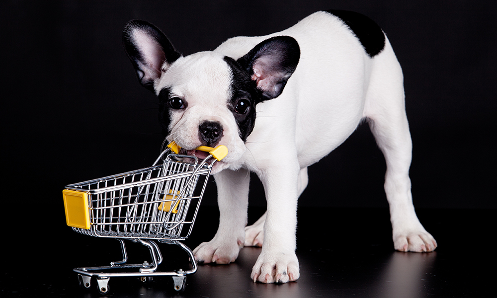 10 bright ideas to drive more foot traffic to your pet supply store