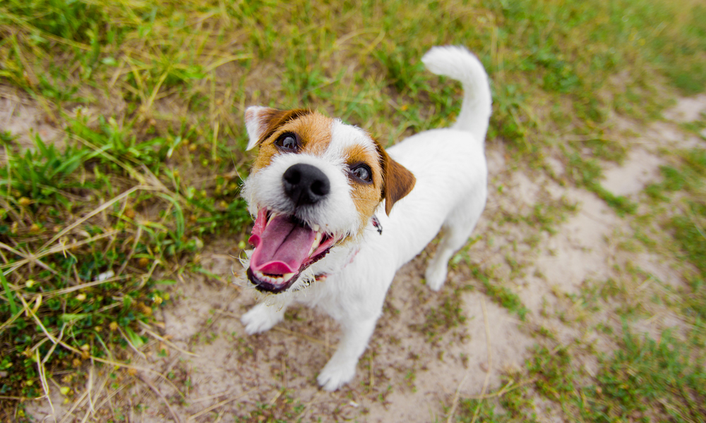 Give your dog a fresh start: Focus on dental health