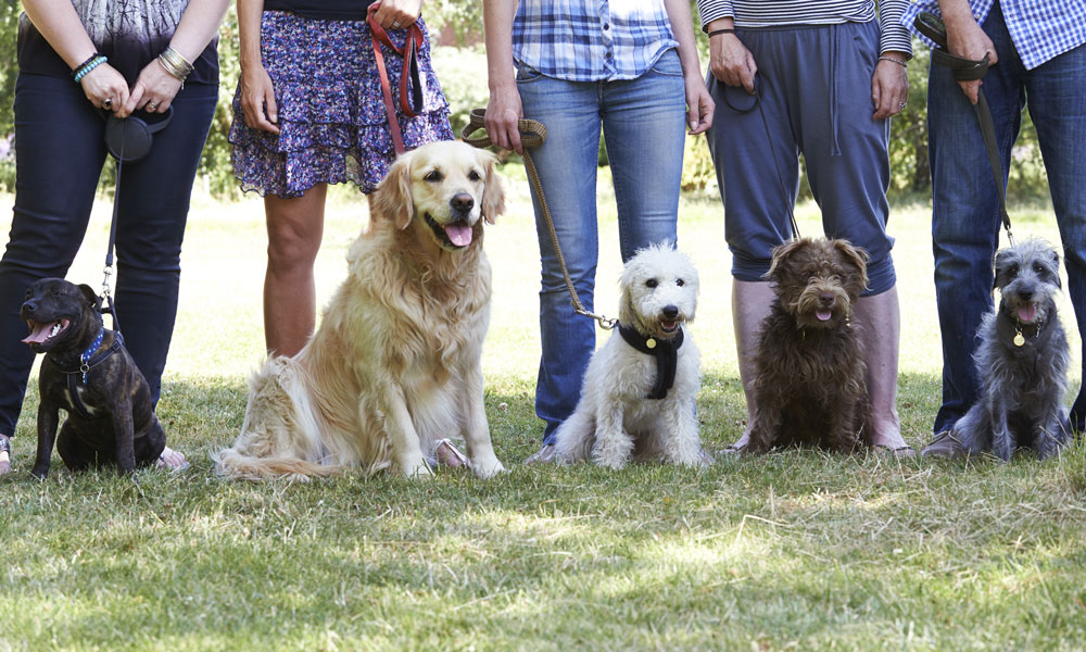 What to consider when looking for a dog trainer