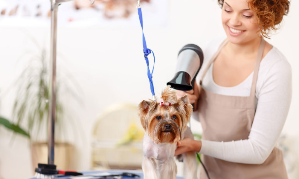 Should you add services to your pet supply shop?