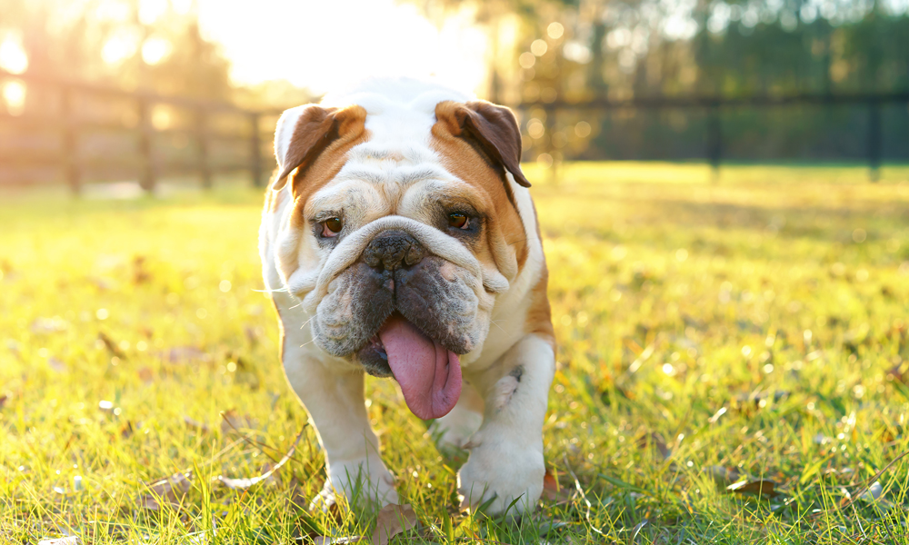 Dog behavior explained: Why do dogs pant so much?