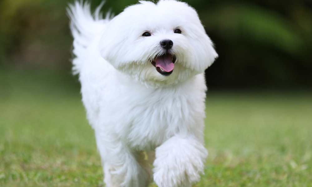 Hypoallergenic dogs: What breeds are best?