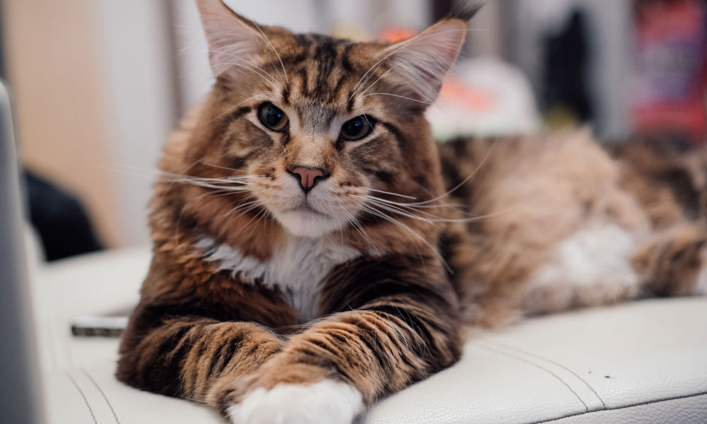 Your complete guide to the Maine Coon cat