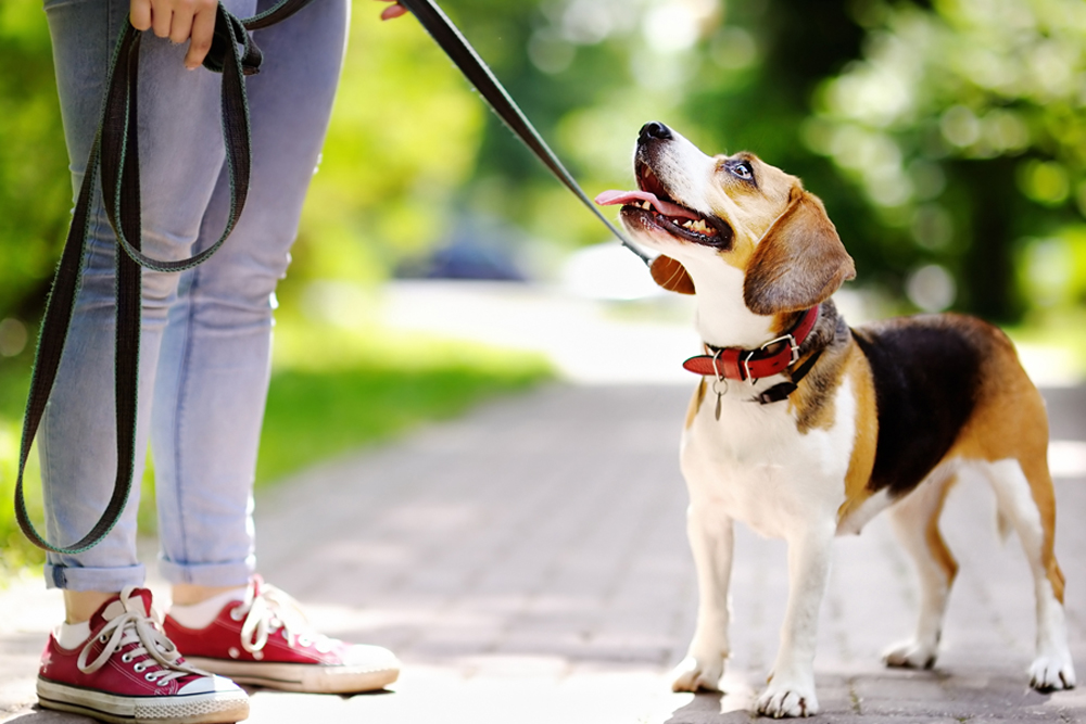 Right collar for the right dog: How to choose?