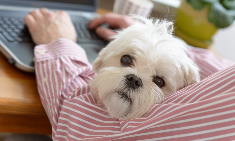 Tips for improving your pet supply shop’s digital presence