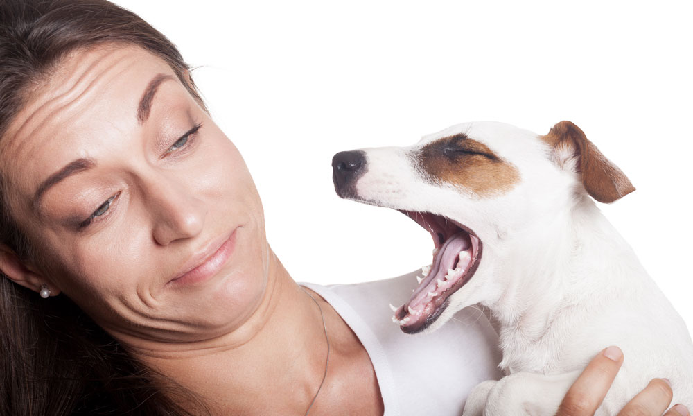 Dog's breath suddenly 2024 smells like poop