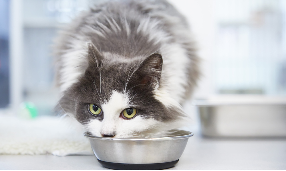 Why Does Cat Food Smell So Bad? 2