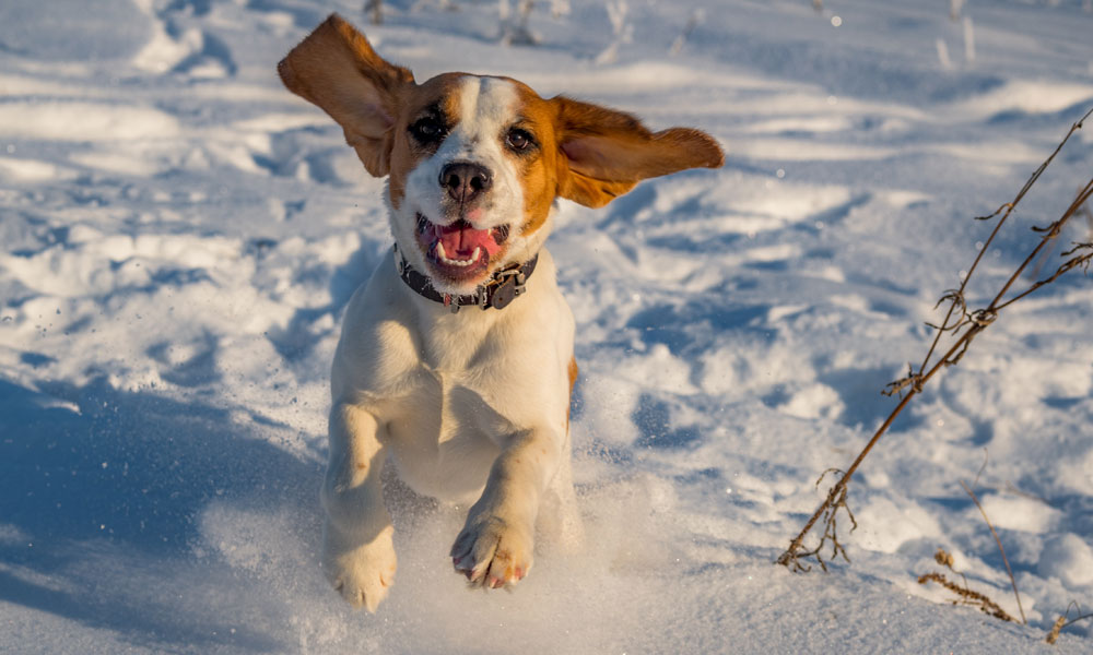 A guide to cold-weather care for dogs