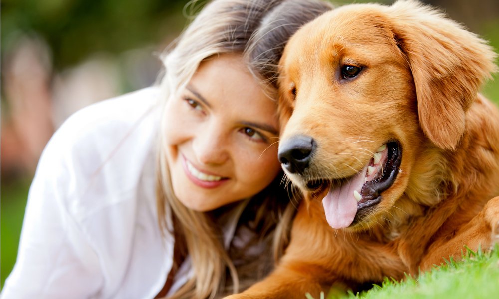 Golden Retriever Dog Breed: Your guide to their traits, history and care