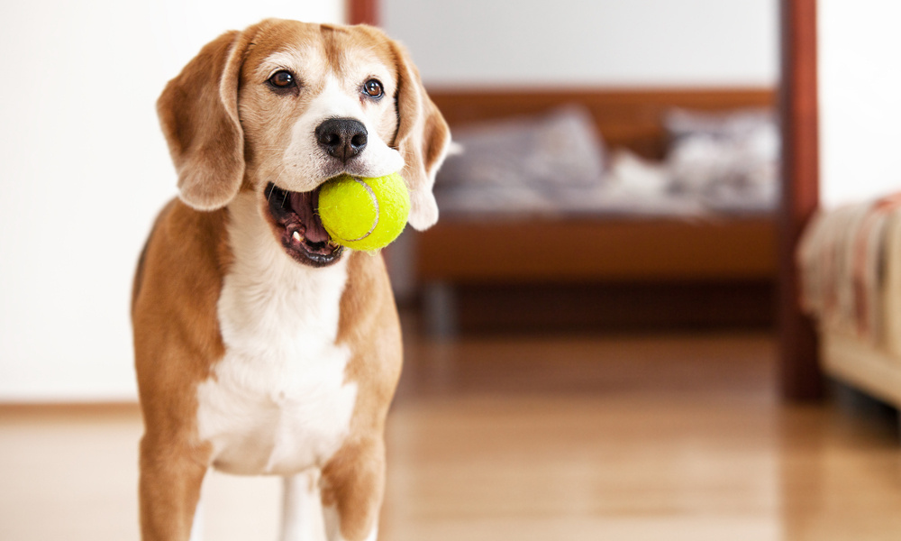 Boredom busters: Dog activities that engage body and mind