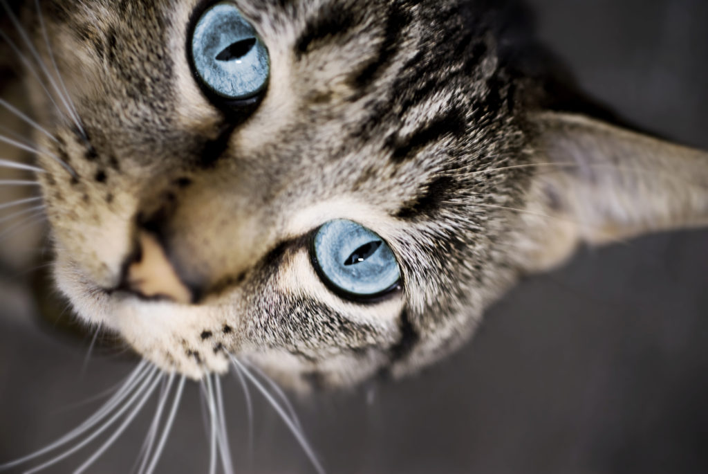 close-up of cat with bright blue eyes