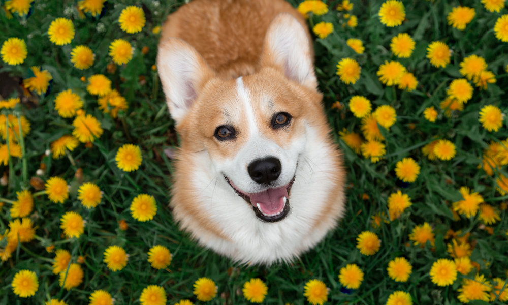 Itchy dog? Help for canine seasonal allergies