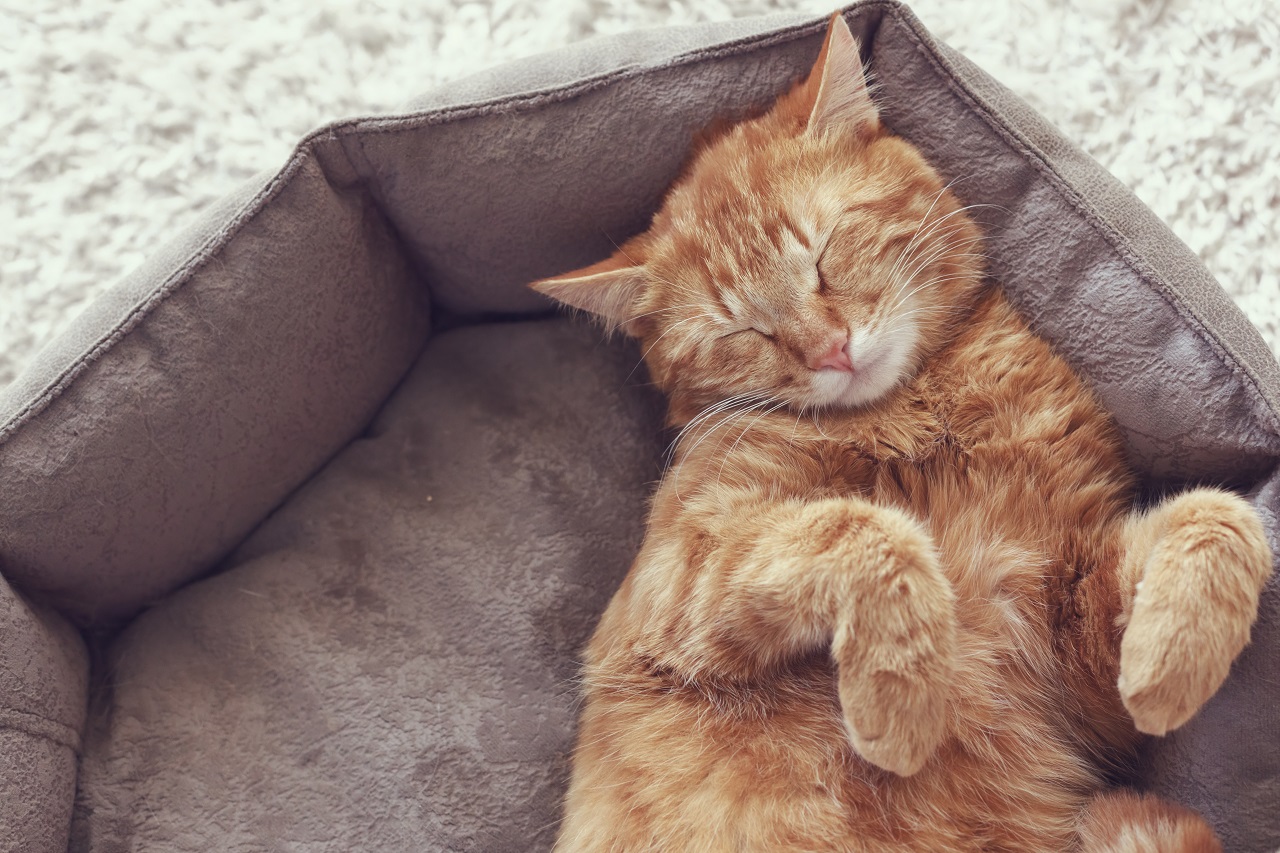 How Much Do Cats Sleep? | NutriSource Pet Foods