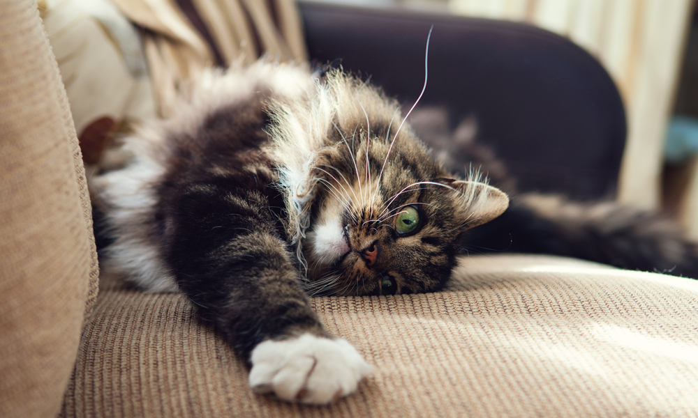 Kitty Claws At The Furniture, How To Prevent Furniture Scratching Cats