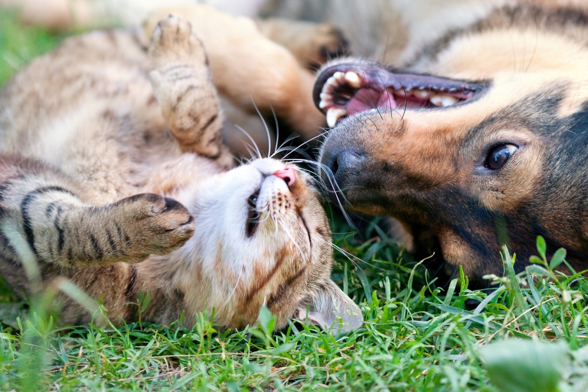 happy dog and cat lying on their backs in the grass