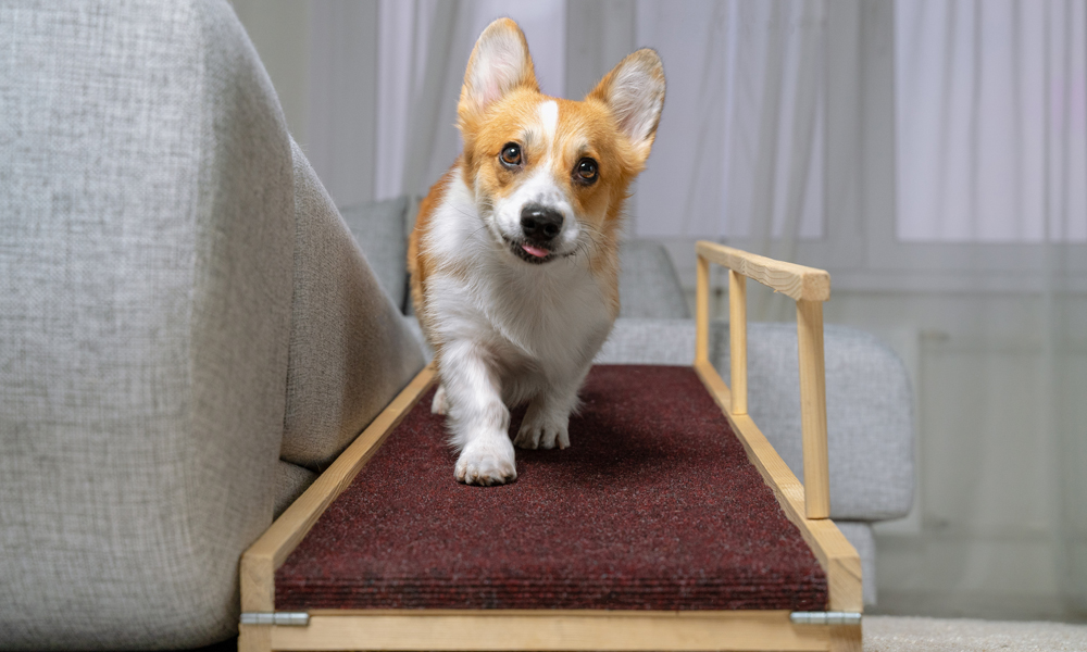 Does your dog need a lift? A ramp or a set of pet steps may be the answer