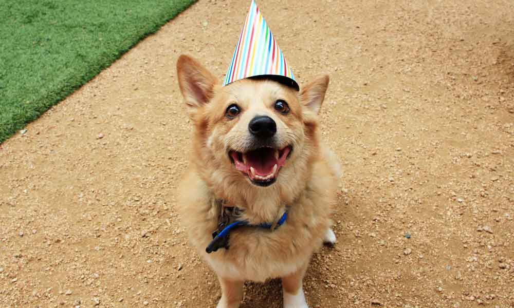 Dog birthday party: A paw-some way to celebrate life with dogs