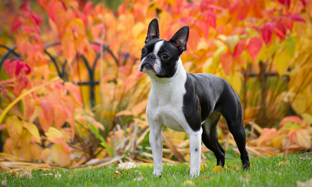 do boston terriers like snow