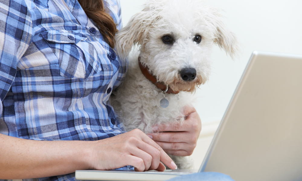 Hashing out healthcare: Is pet insurance worth the money?