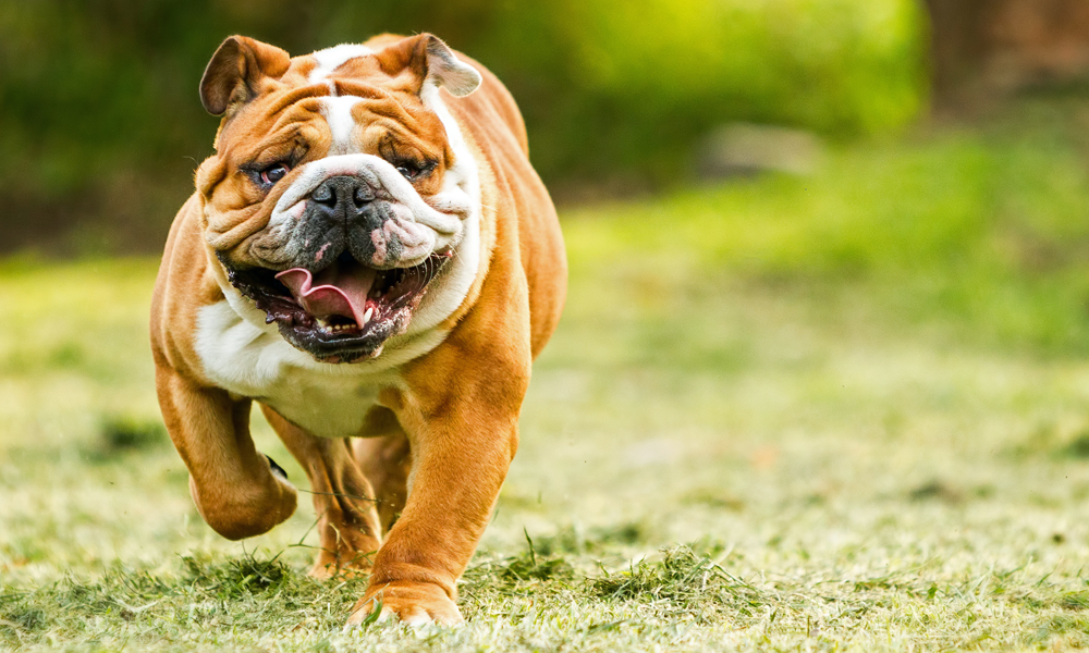 Silence is golden: Which dog breeds bark the least?