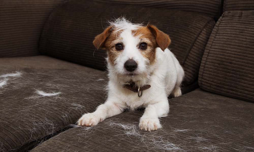 Why is my dog shedding so much? | NutriSource Pet Foods