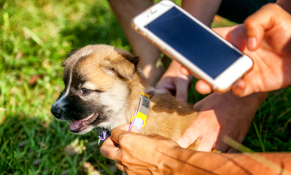 photo of puppy with person taking picture from phone in foreground