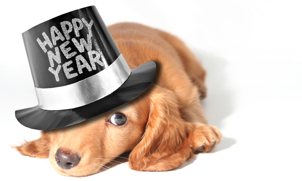 puppy wearing "Happy New Year" hat