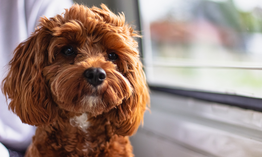 A guide to Cavoodles: Friendly family pets