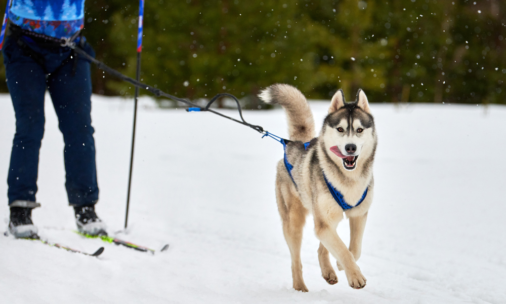 5 fun winter activities to try with your dog (and one to avoid)