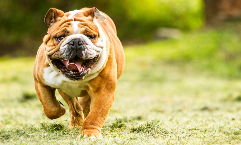Life with a bulldog: What new pet parents need to know