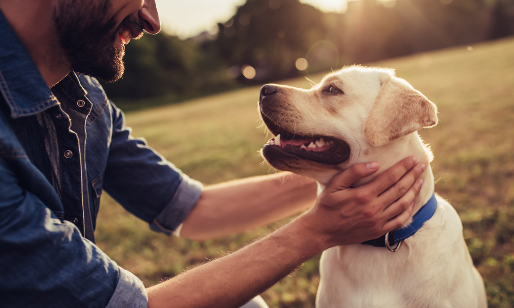 America’s favorite dog breed? The Labrador Retriever. Here’s why.