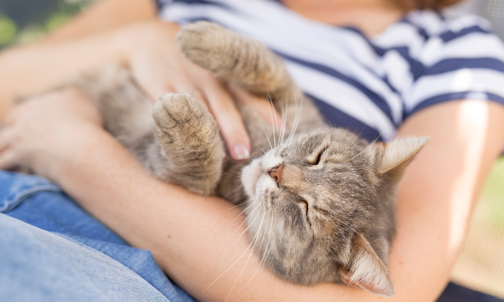 Purrfect affection: 9 signs your cat loves you