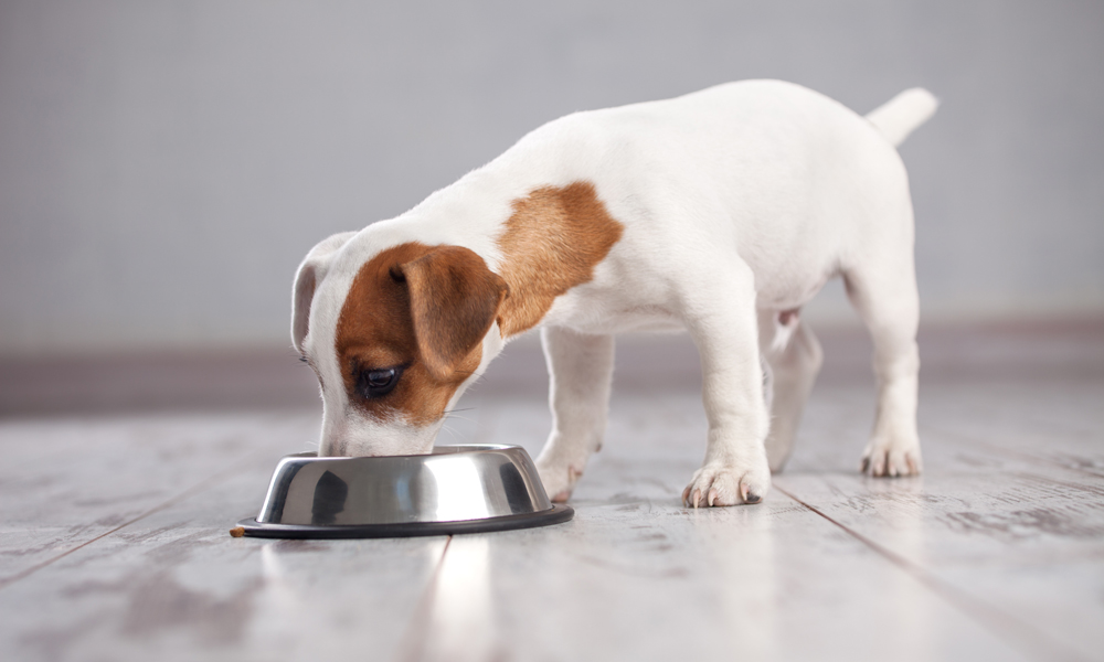 Protein for canines: It’s what your dog needs and craves